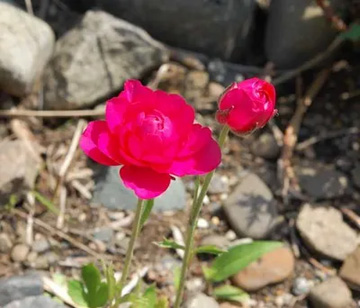 20100430Ranunculus2.jpg