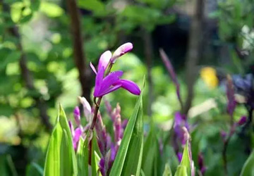 20100430Shiran.jpg