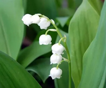 20100430Suzuran1.jpg