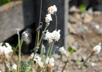 20100430White.jpg