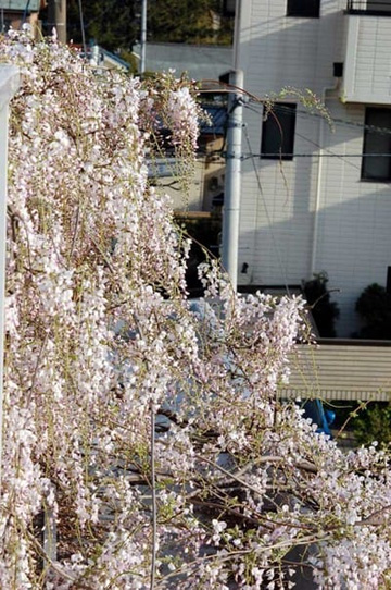 20100430Wisteria1.jpg