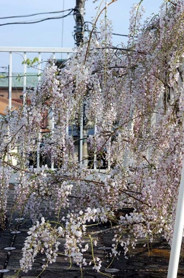 20100430Wisteria2.jpg