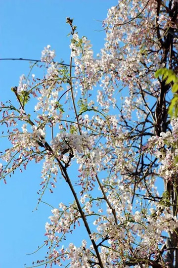 20100501Wisteria1.jpg