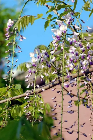 20100501Wisteria2.jpg