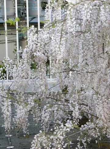 20100501Wisteria3.jpg