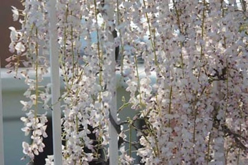 20100502Wisteria1.jpg