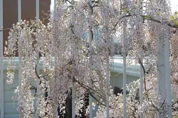 20100502Wisteria2.jpg