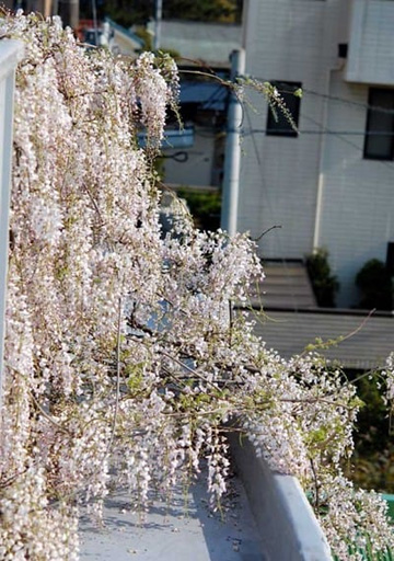 20100502Wisteria3.jpg