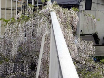 20100504Wisteria1.jpg