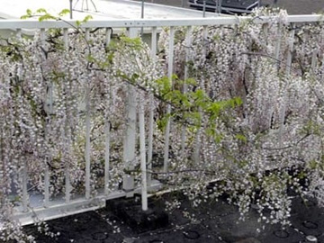 20100504Wisteria2