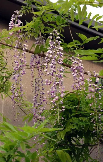 20100504Wisteria3