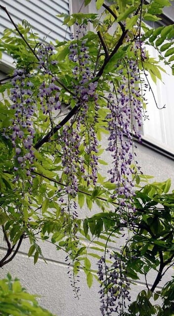 20100504Wisteria4