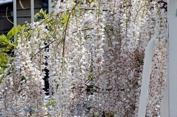 20100505Wisteria1.jpg