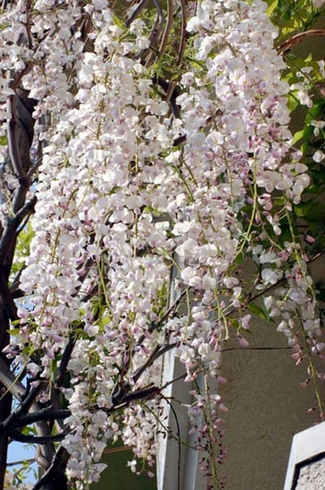 20100505Wisteria2.jpg