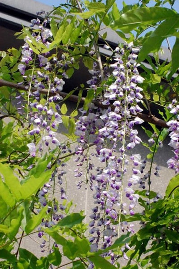 20100505Wisteria3.jpg