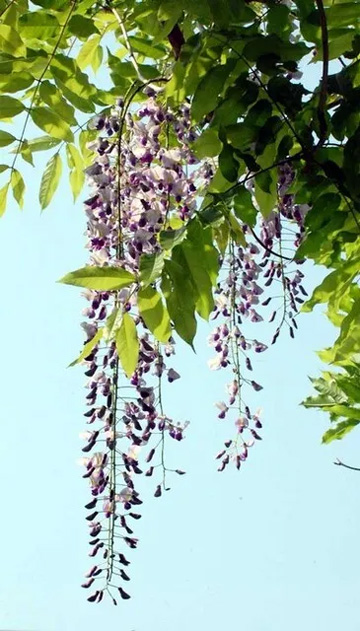 20100505Wisteria4.jpg