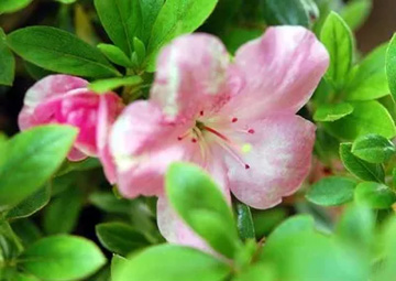 20100506Azalea.jpg