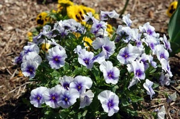 20100506Viola1.jpg