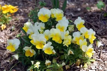20100506Viola2.jpg