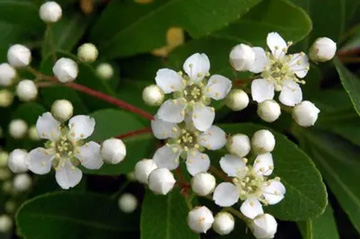 20100507Pyracantha.jpg
