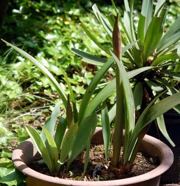20100508Amaryllis.jpg