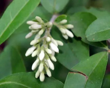 20100508Lilac.jpg