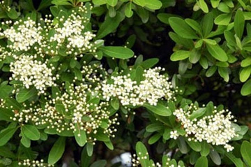 20100508Pyracantha1.jpg