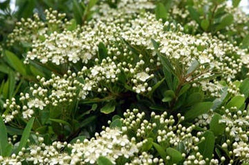 20100508Pyracantha2.jpg