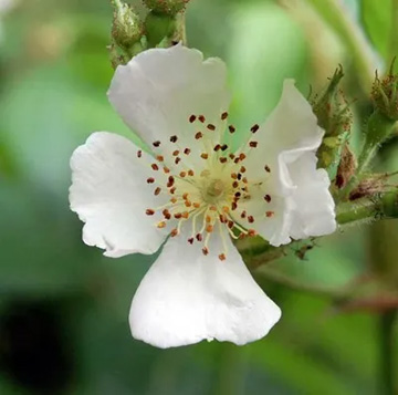 20100508Rose.jpg