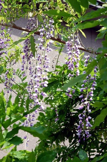 20100508Wisteria.jpg