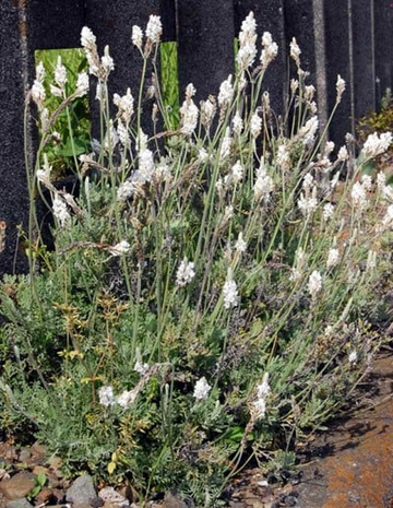 20100509Flower1.jpg