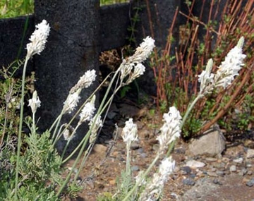 20100509Flower2.jpg