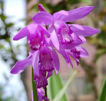 20100509Shiran1.jpg