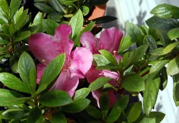 20100510Azalea.jpg
