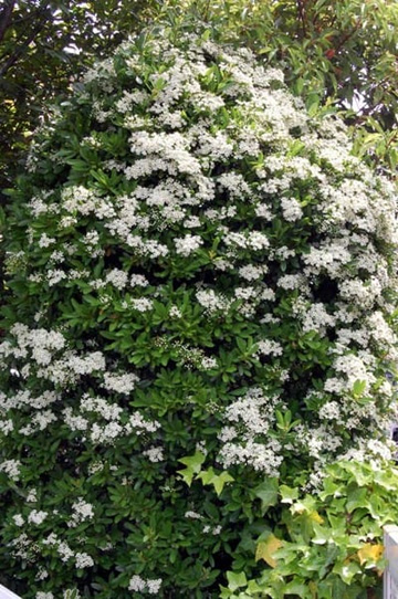 20100510Pyracantha.jpg
