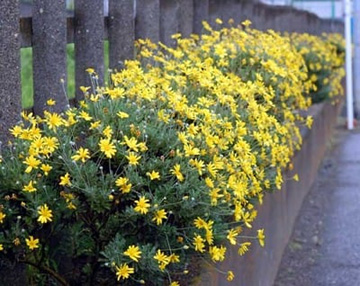 20100511Daisy.jpg