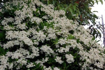 20100511Pyracantha.jpg