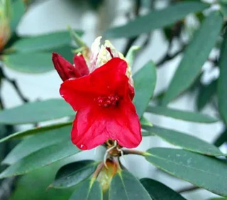 20100512Balcan.jpg