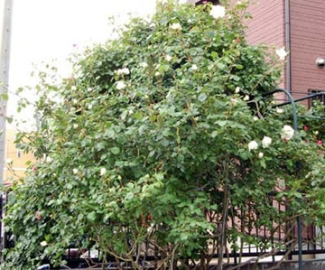 20100512Rose.jpg
