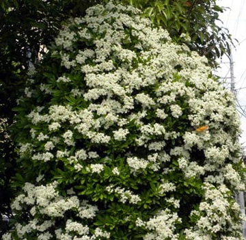 20100513Pyracantha1.jpg