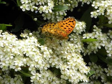 20100513Pyracantha2.jpg