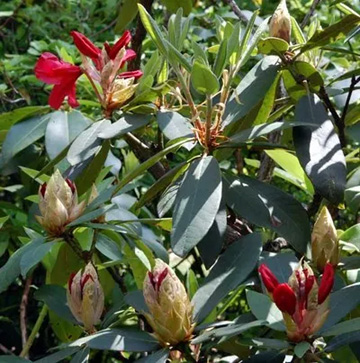 20100515Balcan2.jpg