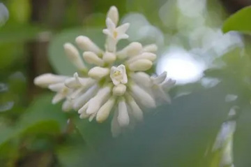 20100515Lilac.jpg