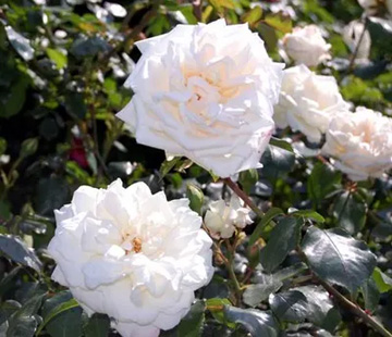 20100517Rose.jpg