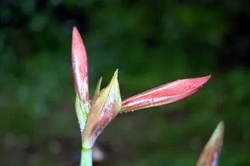 20100519Amaryllis.jpg