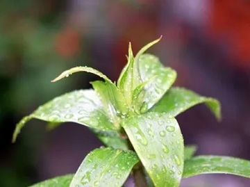 20100519Lily.jpg