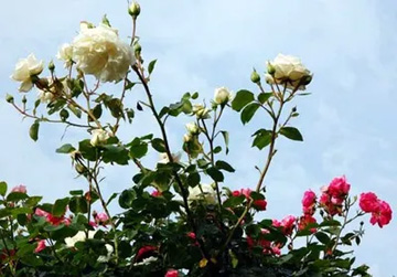 20100520Rose1.jpg
