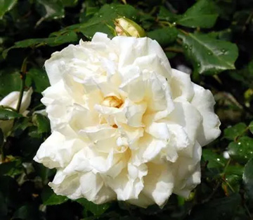 20100520Rose2.jpg