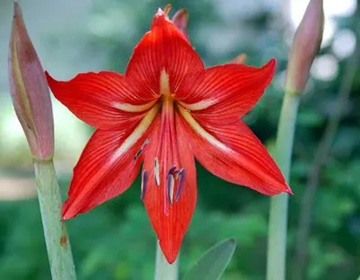 20100521Amaryllis1.jpg