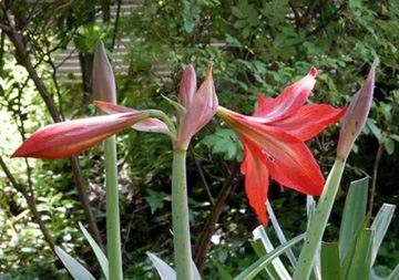 20100521Amaryllis2.jpg